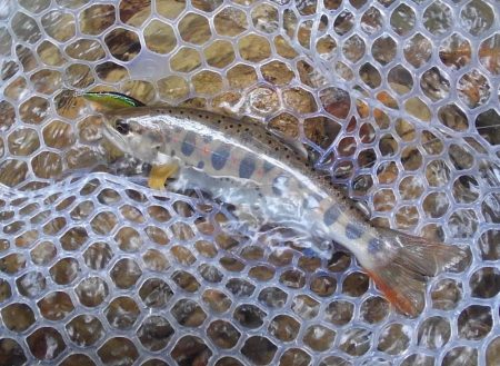 大増水の渓流で苦戦 ～長良川水系～